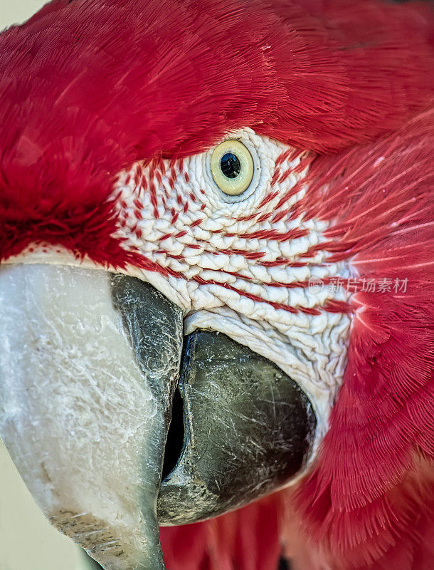 红色金刚鹦鹉又名Arara vermelha，异国情调的巴西鸟-红色金刚鹦鹉的头的特写照片